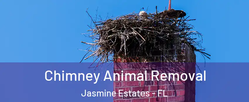  Chimney Animal Removal Jasmine Estates - FL
