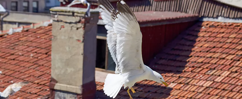 Residential Chimney Animal Removal Solution in Jasmine Estates, FL