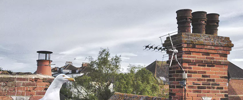 Chimney Cleaning And Restoration in Jasmine Estates, Florida